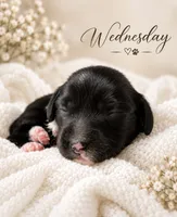Wednesday , a female Miniature Dachshund for sale in Spring Hill, FL – 7 of 10