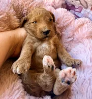 Starla, a female Miniature Bernedoodle for sale in Spring Hill, FL – 5 of 10