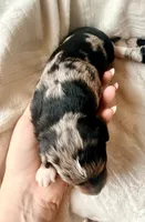 Sterling, a male Toy Australian Shepherd and Miniature Aussiedoodle for sale in Spring Hill, FL – 5 of 8