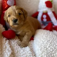 Tonka, a male Miniature Bernedoodle and Miniature Goldendoodle for sale in Port Richey, FL – Photo 8 of 10