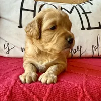 Tonka, a male Miniature Bernedoodle and Miniature Goldendoodle for sale in Port Richey, FL – Photo 9 of 10