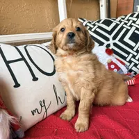 Tonka, a male Miniature Bernedoodle and Miniature Goldendoodle for sale in Port Richey, FL – Photo 6 of 10
