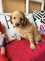 Tim , a male Miniature Bernedoodle and Miniature Goldendoodle for sale in Port Richey, FL – Photo 2 of 10