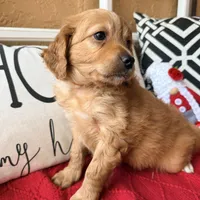 Tonka, a male Miniature Bernedoodle and Miniature Goldendoodle for sale in Port Richey, FL – Photo 3 of 10