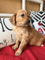 Tim , a male Miniature Bernedoodle and Miniature Goldendoodle for sale in Port Richey, FL – Photo 3 of 10