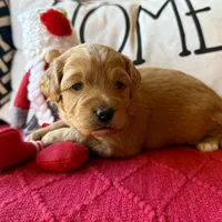 Tonka, a male Miniature Bernedoodle and Miniature Goldendoodle for sale in Port Richey, FL – Photo 10 of 10