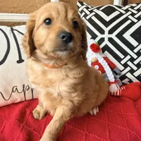 Tonka, a male Miniature Bernedoodle and Miniature Goldendoodle for sale in Port Richey, FL – Photo 1 of 10