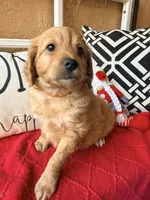 Tim , a male Miniature Bernedoodle and Miniature Goldendoodle for sale in Port Richey, FL – Photo 1 of 10