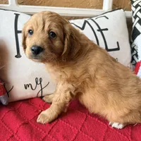 Tonka, a male Miniature Bernedoodle and Miniature Goldendoodle for sale in Port Richey, FL – Photo 4 of 10