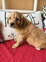 Tim , a male Miniature Bernedoodle and Miniature Goldendoodle for sale in Port Richey, FL – Photo 4 of 10