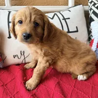 Tonka, a male Miniature Bernedoodle and Miniature Goldendoodle for sale in Port Richey, FL – Photo 5 of 10
