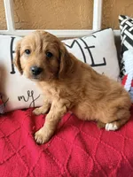 Tim , a male Miniature Bernedoodle and Miniature Goldendoodle for sale in Port Richey, FL – Photo 5 of 10