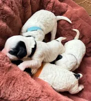 Black collar , a female Poodle - Toy  and Miniature Goldendoodle for sale in Spring Hill, FL – 7 of 7