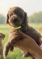 Ranger , a male Miniature Goldendoodle for sale in Spring Hill, FL – 2 of 5