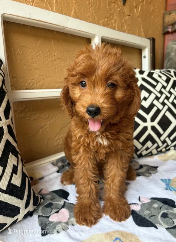 Clover (dark pink) – Goldendoodle puppy for sale in Spring Hill, FL