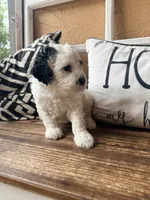 Coraline, a female Miniature Bernedoodle and Miniature Goldendoodle for sale in Spring Hill, FL – 8 of 10