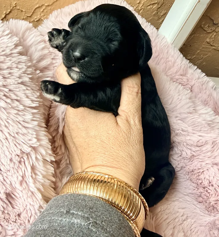 Luna (yellow) – Miniature Bernedoodle, Miniature Aussiedoodle puppy for sale in Spring Hill, FL