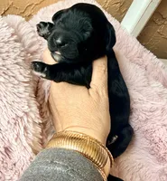 Luna (yellow), a female Miniature Bernedoodle and Miniature Aussiedoodle for sale in Spring Hill, FL – 1 of 9
