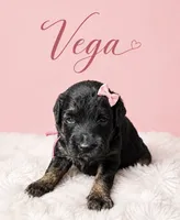 Vega, a female Miniature Bernedoodle and Miniature Aussiedoodle for sale in Spring Hill, FL – 3 of 7