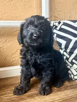 Eclipse , a male Miniature Bernedoodle and Miniature Aussiedoodle for sale in Spring Hill, FL – 5 of 10