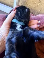 Jackson, a male Miniature Bernedoodle for sale in Spring Hill, FL – 6 of 10