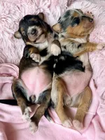 Sable , a female Poodle - Toy  and Toy Australian Shepherd for sale in Spring Hill, FL – 9 of 10