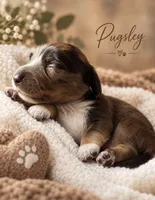 Pugsley, a male Miniature Dachshund for sale in Spring Hill, FL – 5 of 10