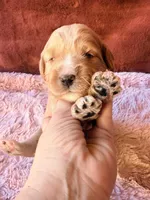 Glory, a female Miniature Bernedoodle for sale in Spring Hill, FL – 6 of 10
