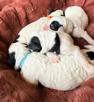 Black collar , a female Poodle - Toy  and Miniature Goldendoodle for sale in Spring Hill, FL – 5 of 7