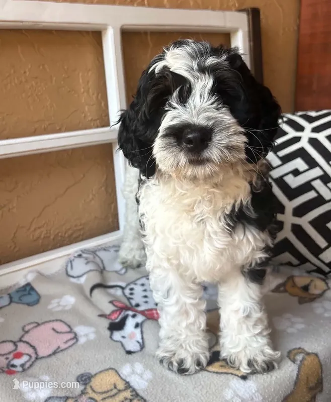 Malibu – Cockapoo, Cocker Spaniel puppy for sale in Spring Hill, FL