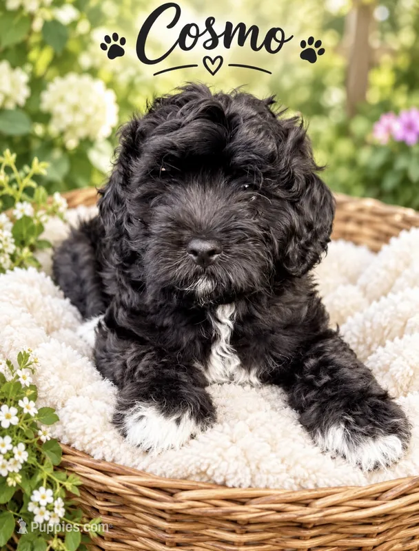 Cosmo – Miniature Bernedoodle, Miniature Goldendoodle puppy for sale in Spring Hill, FL