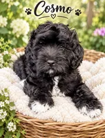 Cosmo, a male Miniature Bernedoodle and Miniature Goldendoodle for sale in Spring Hill, FL – 3 of 10