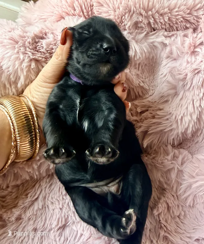Selene (purple)  – Miniature Bernedoodle, Miniature Aussiedoodle puppy for sale in Spring Hill, FL