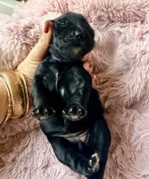 Selene (purple) , a female Miniature Bernedoodle and Miniature Aussiedoodle for sale in Spring Hill, FL – 1 of 10