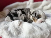 Toy-Valentino, a male Poodle - Toy  and Toy Australian Shepherd for sale in Port Richey, FL – Photo 7 of 10