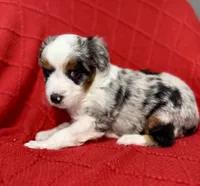 Toy-Valentino, a male Poodle - Toy  and Toy Australian Shepherd for sale in Port Richey, FL – Photo 5 of 10