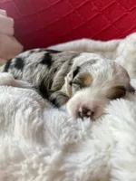 Toy-Valentino, a male Poodle - Toy  and Toy Australian Shepherd for sale in Port Richey, FL – Photo 9 of 10