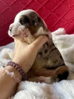 Toy-Valentino, a male Poodle - Toy  and Toy Australian Shepherd for sale in Port Richey, FL – Photo 10 of 10