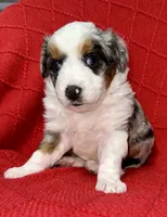 Toy-Valentino, a male Poodle - Toy  and Toy Australian Shepherd for sale in Port Richey, FL – Photo 1 of 10