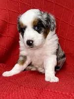 Toy-Valentino, a male Poodle - Toy  and Toy Australian Shepherd for sale in Port Richey, FL – Photo 4 of 10