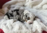 Toy-Valentino, a male Poodle - Toy  and Toy Australian Shepherd for sale in Port Richey, FL – Photo 2 of 10