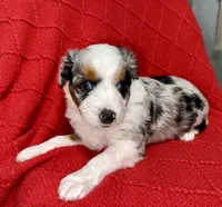 Toy-Valentino, a male Poodle - Toy  and Toy Australian Shepherd for sale in Port Richey, FL – Photo 6 of 10