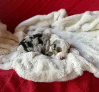 Toy-Valentino, a male Poodle - Toy  and Toy Australian Shepherd for sale in Port Richey, FL – Photo 8 of 10