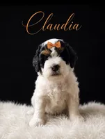 Claudia orange, a female Poodle - Toy  and Miniature Bernedoodle for sale in Spring Hill, FL – 2 of 10
