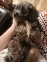 Echo , a male Cavapoo for sale in Spring Hill, FL – 3 of 10