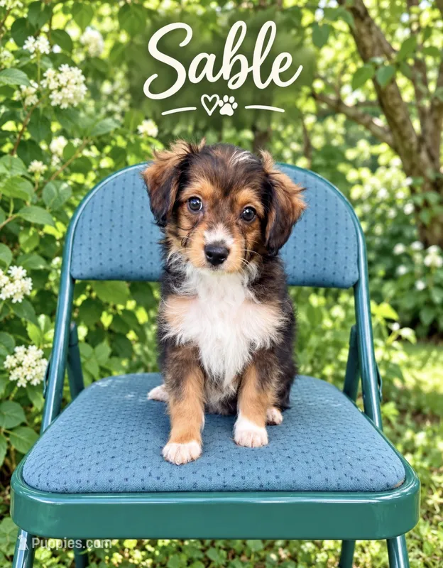 Sable. (Toy)/tiny) – Toy Australian Shepherd, Miniature Aussiedoodle puppy for sale in Spring Hill, FL
