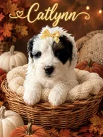 Catlynn Yellow, a female Miniature Bernedoodle and Miniature Goldendoodle for sale in Spring Hill, FL – 2 of 10