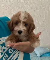 Hot dog, a male Miniature Goldendoodle for sale in Spring Hill, FL – 5 of 10