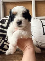 Clementine (black) , a female Miniature Bernedoodle and Miniature Goldendoodle for sale in Spring Hill, FL – 8 of 10