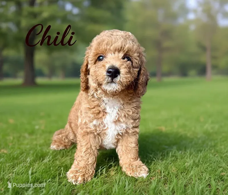 Small Mini chili – Miniature Goldendoodle puppy on hold in Spring Hill, FL